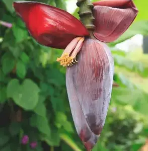 Banana Blossoms