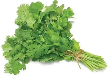 Coriander Leaf