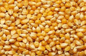 SANAM POPCORN 2KG