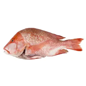 Red Snapper Fish