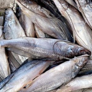 Ibco Deshi Tengra Clean 500g